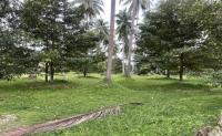 ขายที่ดินว่างเปล่า ทุ่งปรัง สิชล นครศรีธรรมราช ขนาด 3-3-41.00 ของ ธนาคารกสิกรไทย